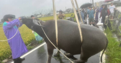 竹北豆子埔溪受困牛牛救起了 吊車出動吊掛成功