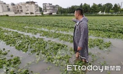 豪雨狂炸最大蔬菜產區!地瓜葉泡水農民含淚搶收 貨車運菜也受困