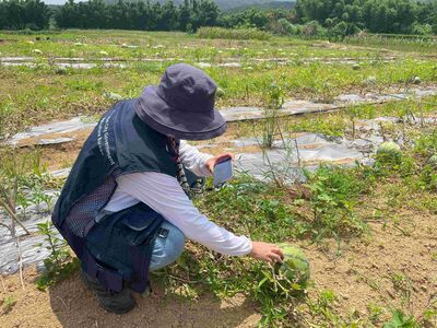 新北淡水、三芝西瓜農損現金救助 7/9前可到區公所申請