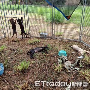 嘉義仁義潭成棄養聖地！千隻浪犬流竄　「愛爸愛媽」干擾捕狗作業