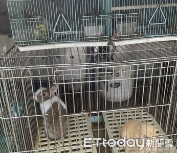 高雄「寵物煉獄」!無良男放養兔、鳥戶外曝曬 2鸚鵡慘死籠內