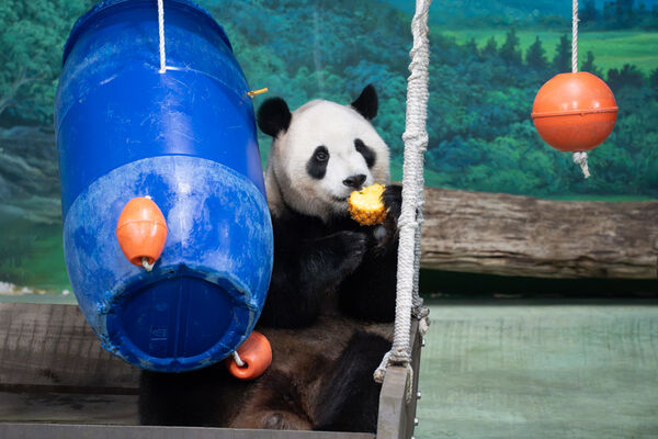 ▲。（圖／臺北市立動物園提供）