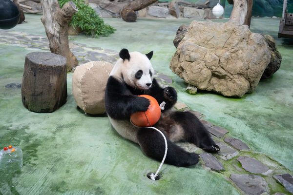 ▲。（圖／臺北市立動物園提供）