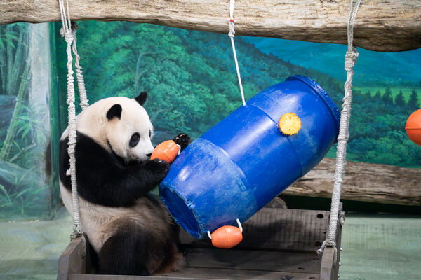 ▲。（圖／臺北市立動物園提供）