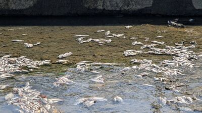 羅東打那岸圳魚屍綿延數百公尺　環保局：溶氧量嚴重不足導致