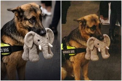 德牧搞砸導盲犬考試資格!「無辜表情」一夜爆紅...780萬人聲援