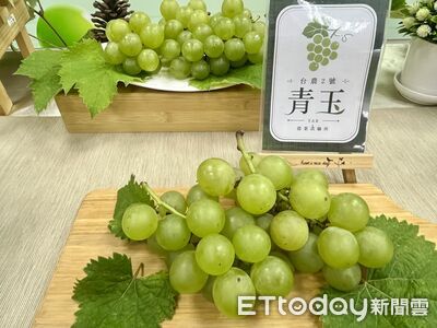 20年研發新品種葡萄「青玉」比巨峰甜 還帶有哈密瓜香氣