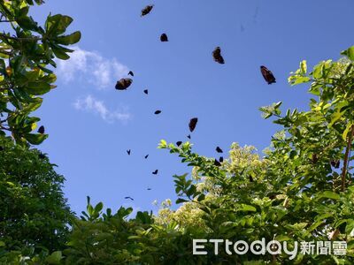 墾丁蝶海爆發！紫斑蝶大軍破繭翩飛　自然盛宴吸睛
