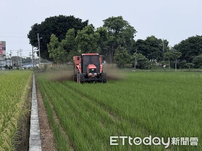 花生剋星有解!木黴菌搭配有機肥 雲林示範田防病見效