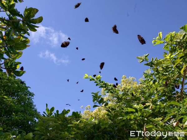 ▲墾丁大量紫斑蝶大爆發。（圖／墾管處提供）