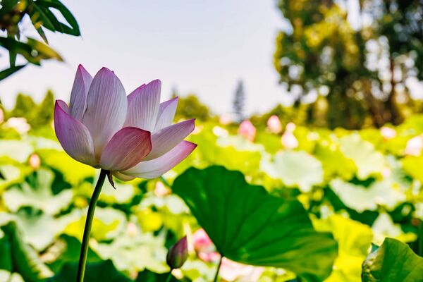 ▲「2026桃園蓮花季」將於7月4日至8月30日在觀音區蓮花園休閒農業區開跑。（圖／桃園市農業局提供）