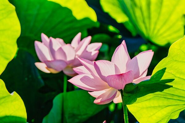 ▲「2026桃園蓮花季」將於7月4日至8月30日在觀音區蓮花園休閒農業區開跑。（圖／桃園市農業局提供）