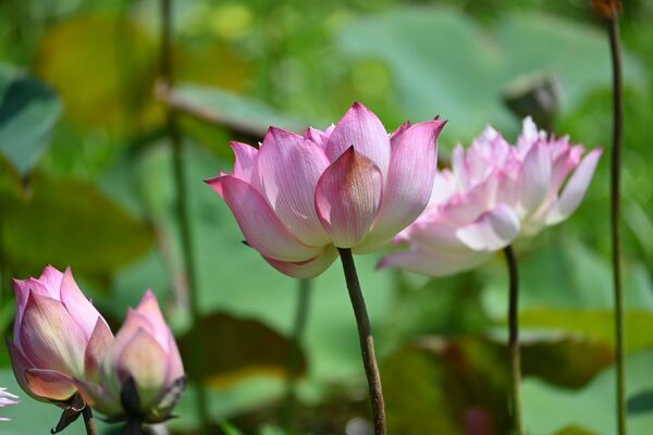 ▲▼大漢溪畔濕地賞荷。（圖／新北市高灘處提供）