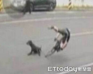 恐怖畫面曝光!13歲男童遭10多隻浪犬「圍攻獵殺」 慘摔滿身傷