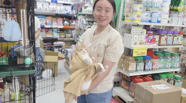 ▲▼恆春浪貓浴血重生，癱瘓幼貓「心心」獲新生。（圖／台灣動物緊急救援小組提供）