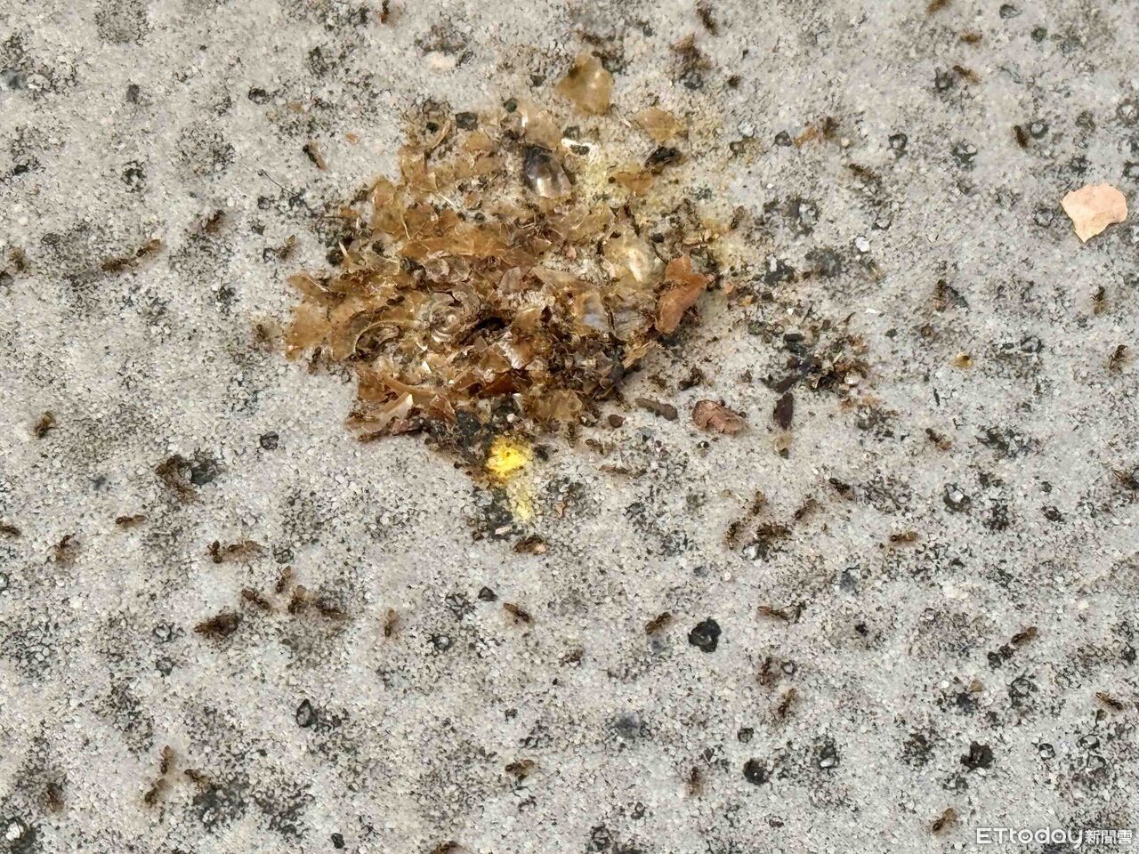 家裡螞蟻一直出現!昆蟲專家揭原因 水分比甜食更吸引牠們 | ETtoday生活新聞 | ETtoday新聞雲