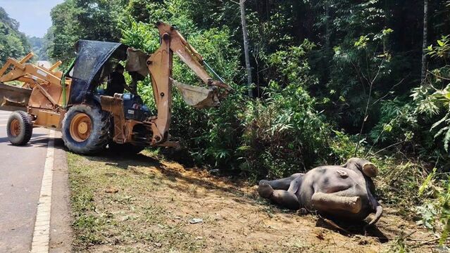 ▲▼小象被撞死！母象心碎「守屍7小時」　佔據道路不肯離開。（圖／翻攝臉書Ah Soon 林添顺）