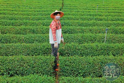 電機男捨百萬年薪返鄉種茶　見垃圾焚化爐恐釀手搖飲浩劫心碎