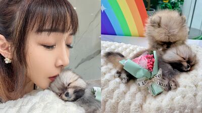 2個月大愛犬「誤吞奶嘴碎片」離世！　李宓崩潰求：再當一次家人