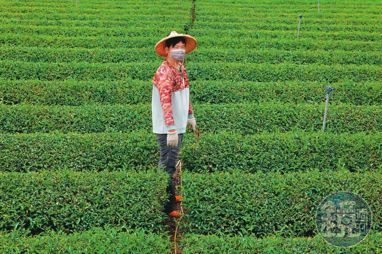 電機男捨百萬年薪返鄉種茶 見垃圾焚化爐恐釀手搖飲浩劫心碎 | ETtoday地方新聞 | ETtoday新聞雲