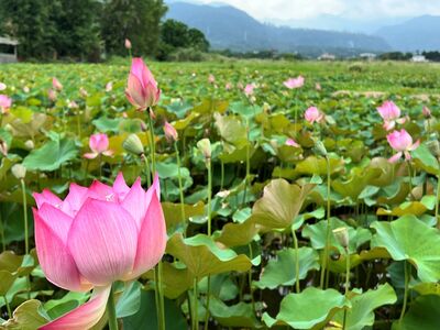 北海岸夏日秘境!金山六三社區蓮花盛開 漫步花田享農村風情