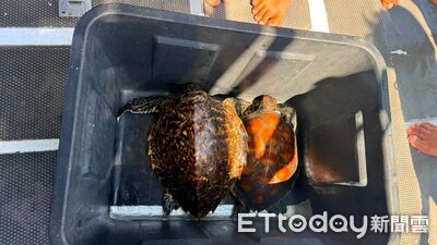 救援畫面曝！ 七美海域2海龜「遭漁網勒脖」　潛水團急撈起剪開