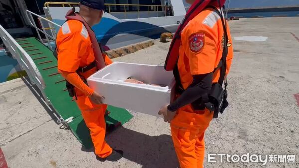 ▲▼ 2小海龜遭幽靈漁網死纏　澎湖潛水團急救援 。（圖／記者陳洋翻攝）