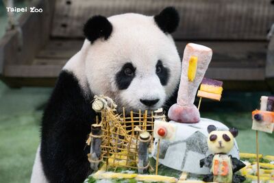 動物園「PANDA FIFA」派對慶圓仔13歲生日　大口啃蘋果獎杯超萌
