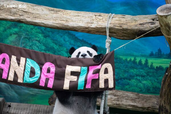 動物園「PANDA FIFA」派對慶圓仔13歲生日　大口啃胡蘿蔔獎盃超萌。（圖／臺北市立動物園提供）