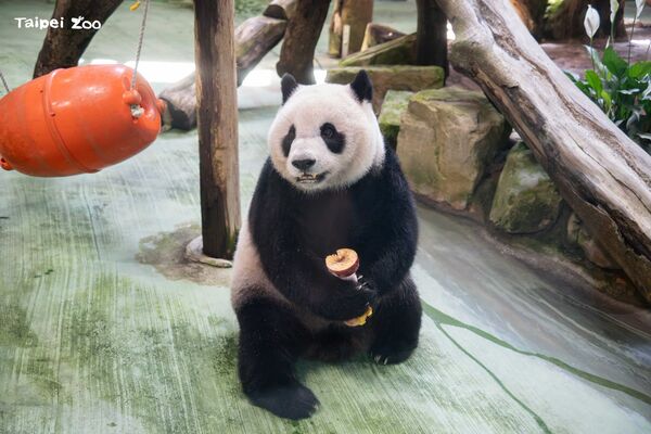動物園「PANDA FIFA」派對慶圓仔13歲生日　大口啃胡蘿蔔獎盃超萌。（圖／臺北市立動物園提供）