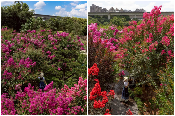 ▲▼桃園中壢「青青里山園藝」約有200棵紫薇花陸續綻放。（圖／IG@yijiun_lee提供，請勿隨意翻拍，以免侵權）