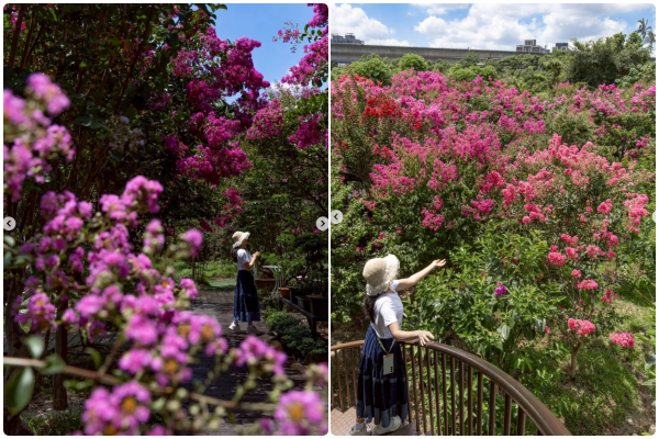 ▲▼桃園中壢「青青里山園藝」約有200棵紫薇花陸續綻放。（圖／IG@yijiun_lee提供，請勿隨意翻拍，以免侵權）
