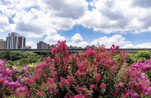 ▲▼桃園中壢「青青里山園藝」約有200棵紫薇花陸續綻放。（圖／IG@yijiun_lee提供，請勿隨意翻拍，以免侵權）