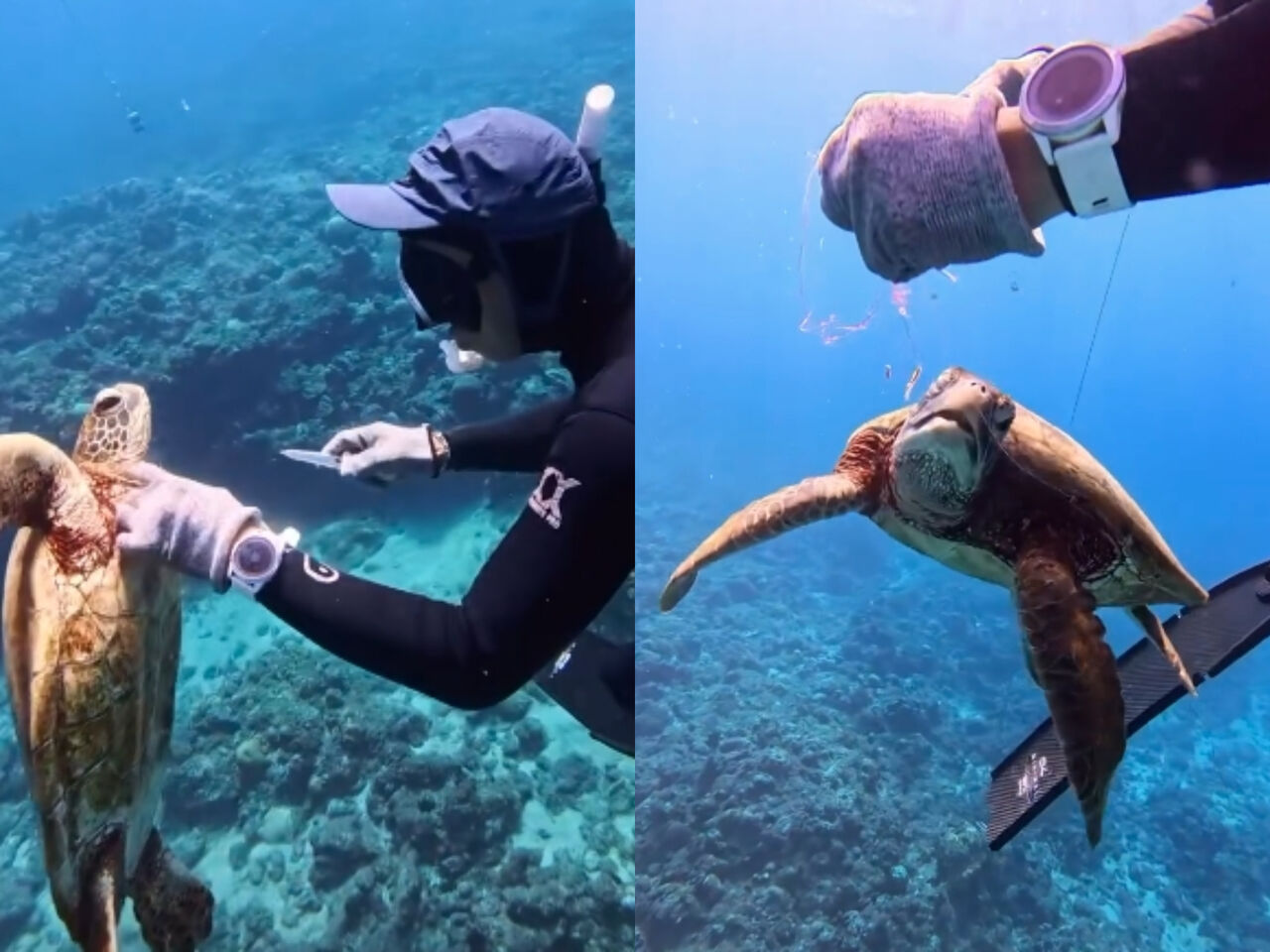 被魚線勒到!海龜快沒命「虛弱游向人類」求救 震撼畫面曝光 | ETtoday生活新聞 | ETtoday新聞雲