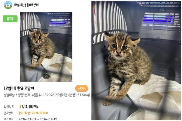 在韓國同樣被列為保育類的石虎，被當成野貓抓進收容所，由於當地有安樂死制度，引發台韓兩國關注。（翻攝自Threads）