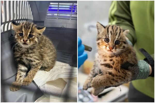 韓國石虎被當成野貓抓進收容所，其公告照片，與北市動物園石虎寶寶照，高度相似。（右圖為台北市立動物園提供；左圖翻攝自Threads）