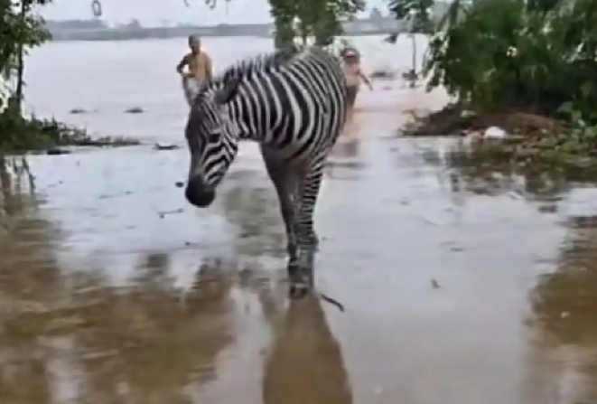 ▲▼廣西動物園多隻動物溺亡。（圖／翻攝自微博）