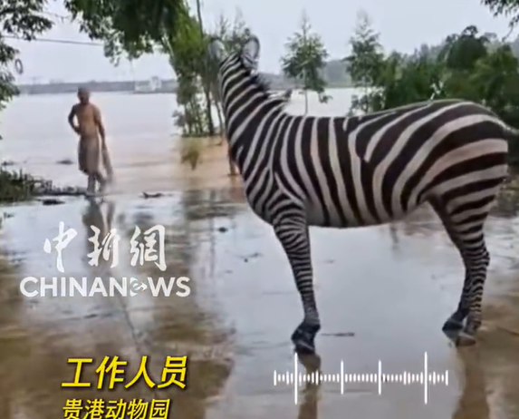 ▲▼廣西動物園多隻動物溺亡。（圖／翻攝自微博）