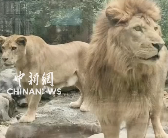 ▲▼災前的廣西動物園。（圖／翻攝自微博）