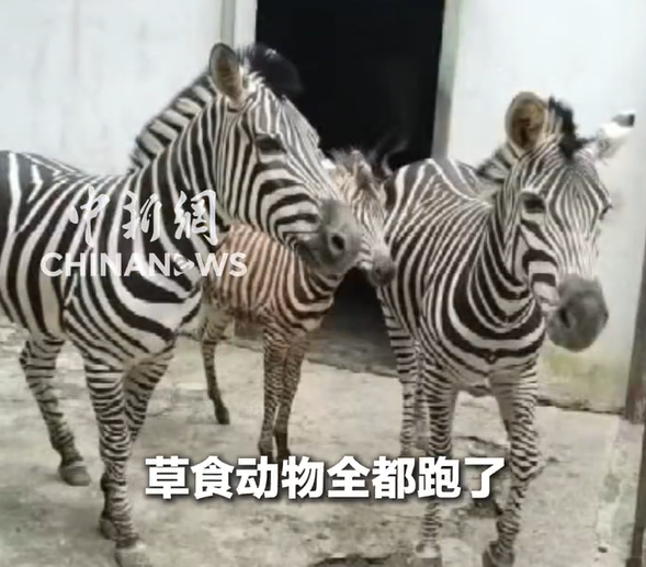 ▲▼廣西動物園多隻動物溺亡。（圖／翻攝自微博）