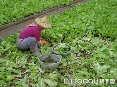 巴威颱風逼近　高雄區農業改良場籲農友加強防颱措施