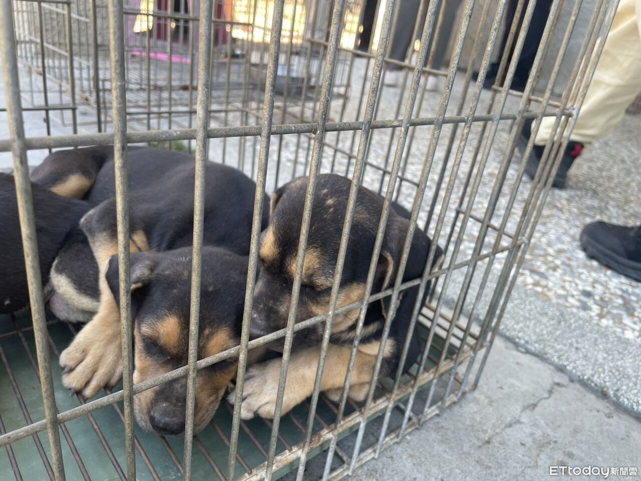 台南安南區疑傳宰殺犬隻 市動保處:現場犬隻X光均無骨折 | ETtoday地方新聞 | ETtoday新聞雲