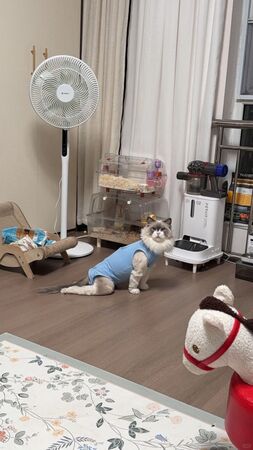 目前疑似罹患這種離奇癱瘓症狀的貓咪已保守估計超過5千隻。（翻攝畫面）