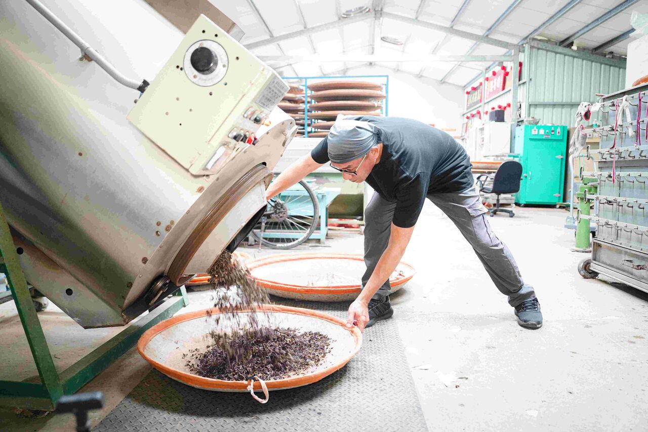 新北美人茶正值產季 三芝茶農粟益民連2年奪特等獎 | ETtoday地方新聞 | ETtoday新聞雲