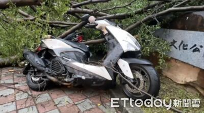 巴威發威!台中西屯區頻傳路樹倒塌 砸毀7機車、穿破轎車頂