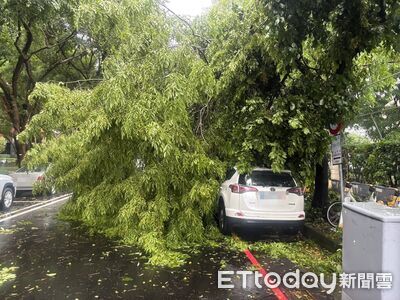 台中海線一度颳起10級陣風 多處路樹、號誌桿倒塌阻礙交通
