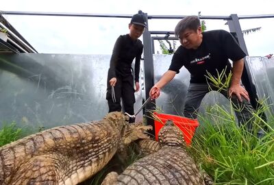 兩百公分巨鱷想吞食胡瓜 主人急出面「那個不能吃」