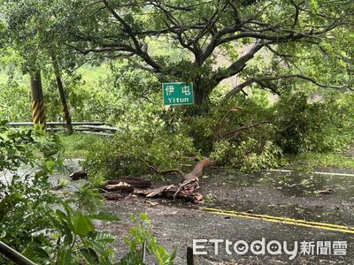 巴威颱風颳倒6米路樹！台9線慘被封路　枋寮警冒雨交管