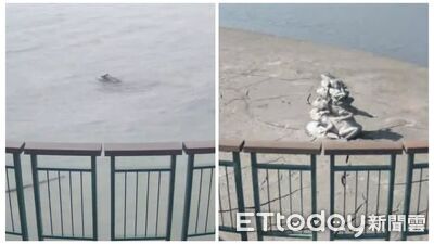 巴威大雨挹注「日月潭滿水位」　九蛙疊像將全數重回水中悠游