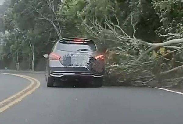 ▲彰化芬園鄉路樹倒塌砸中轎車，警方急到場疏導交通。（圖／警方提供）